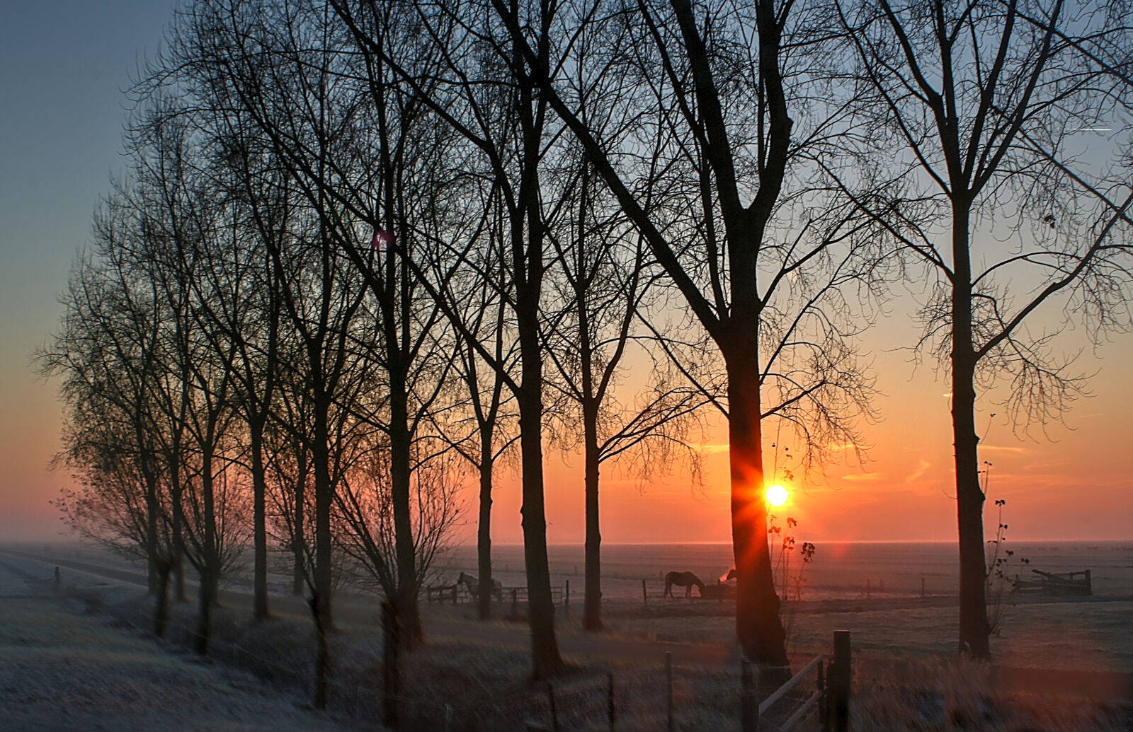 Canon EOS 350D (EOS Digital Rebel XT / EOS Kiss Digital N) sample photo. Early, morning, horses, sunset photography
