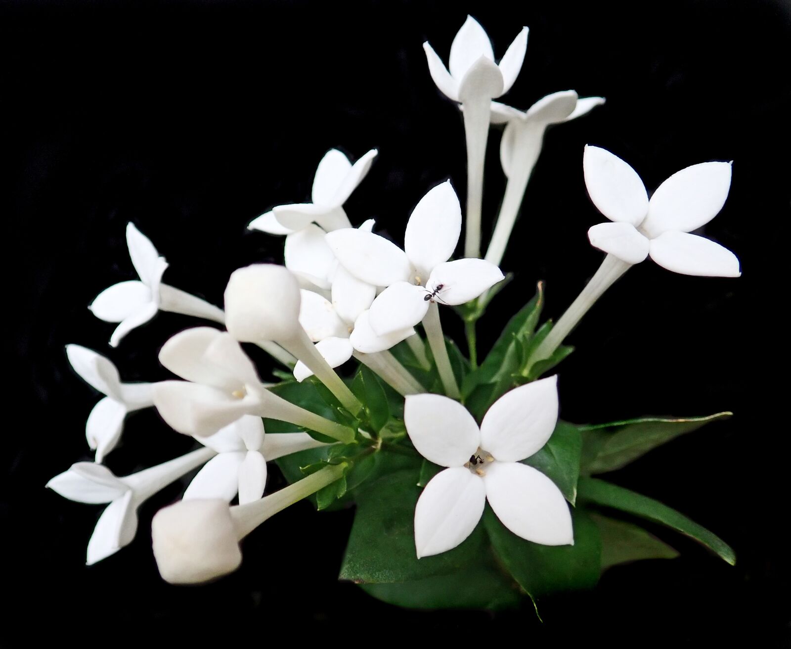 Olympus TG-5 sample photo. Flowers, white, bouvardia photography