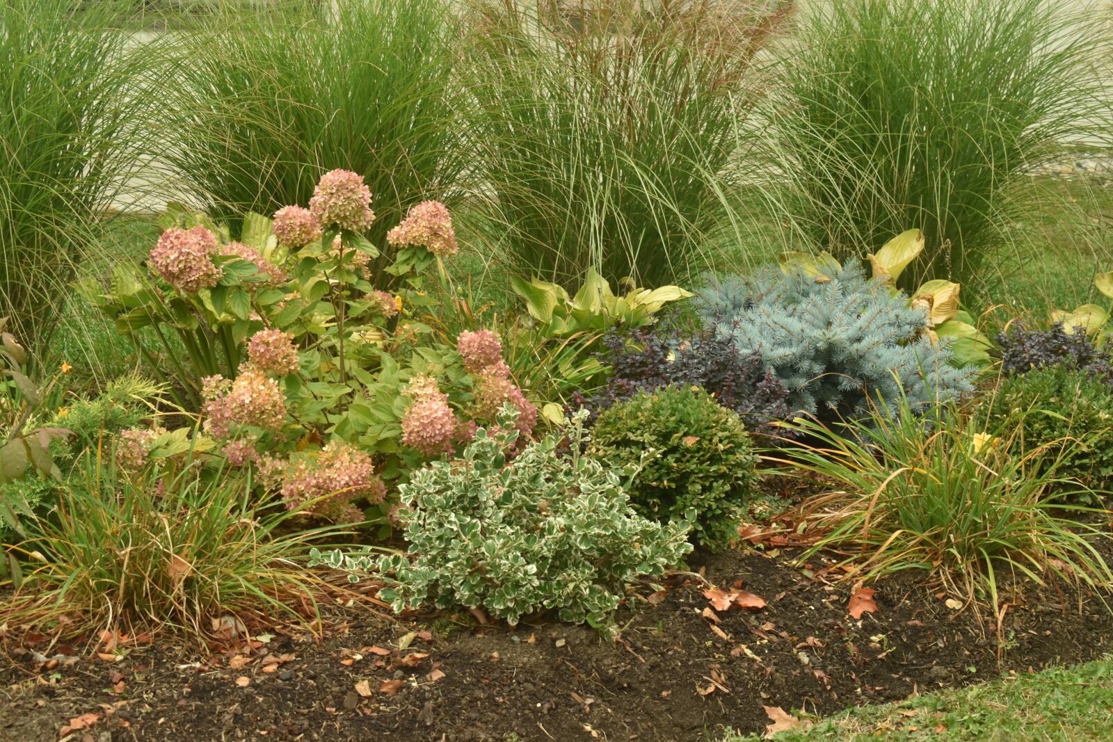 Nikon D3500 sample photo. Plants, nature, toronto photography