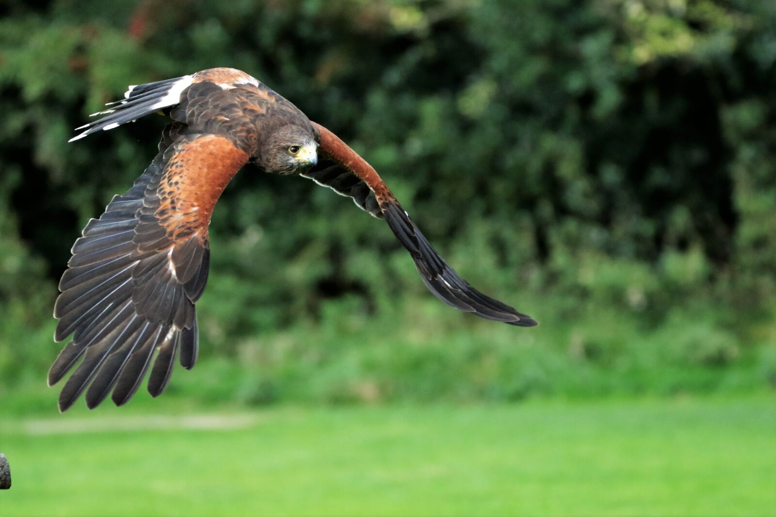 Canon EOS 7D Mark II sample photo. Harris hawk, hawk, harris photography