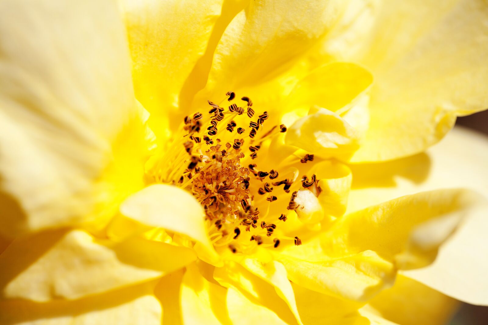 Canon EOS 5D Mark II sample photo. Rose, flower, plant photography