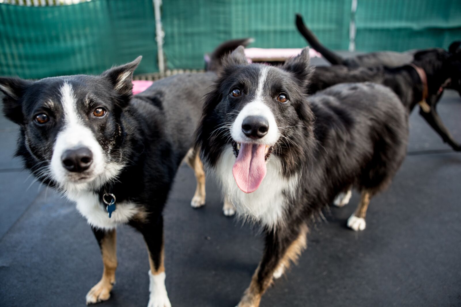 Canon EF 24-70mm F2.8L USM sample photo. Dogs, collie, border collie photography