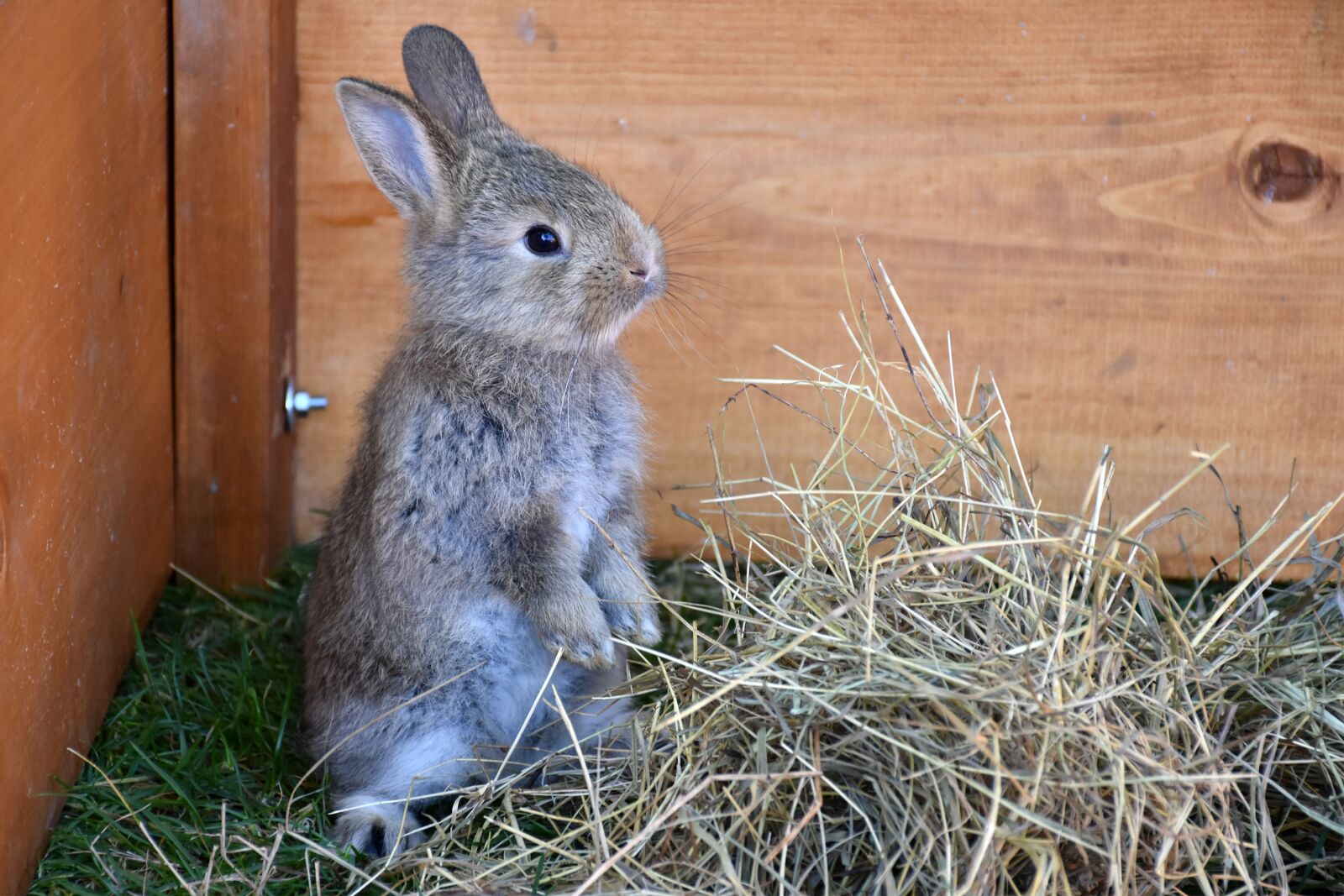 Nikon D7200 sample photo. Bunny, pet, rabbit photography