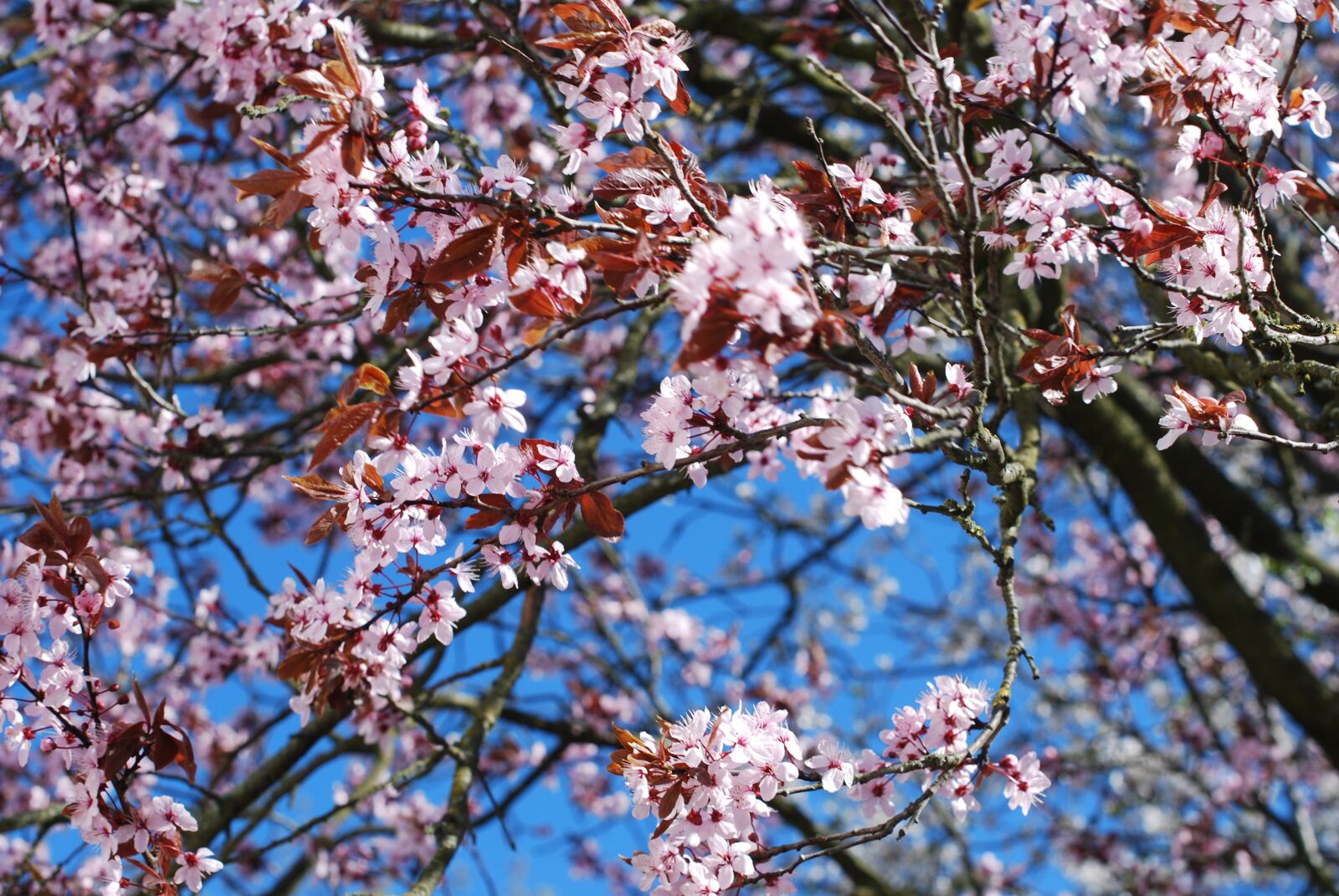 Nikon D60 sample photo. Cherry blossom, cherry, blossom photography