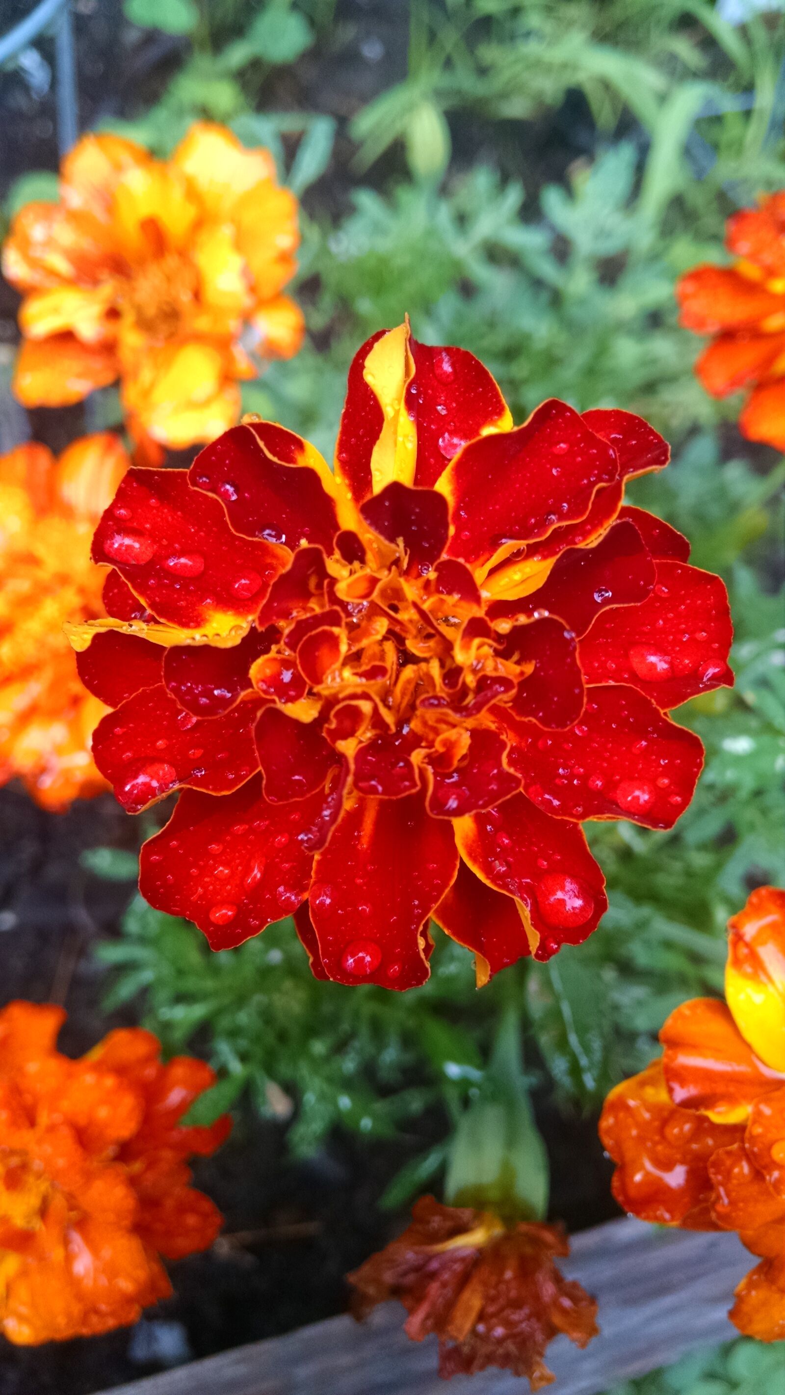 Motorola Moto X (1st Gen) sample photo. Flower, nature photography