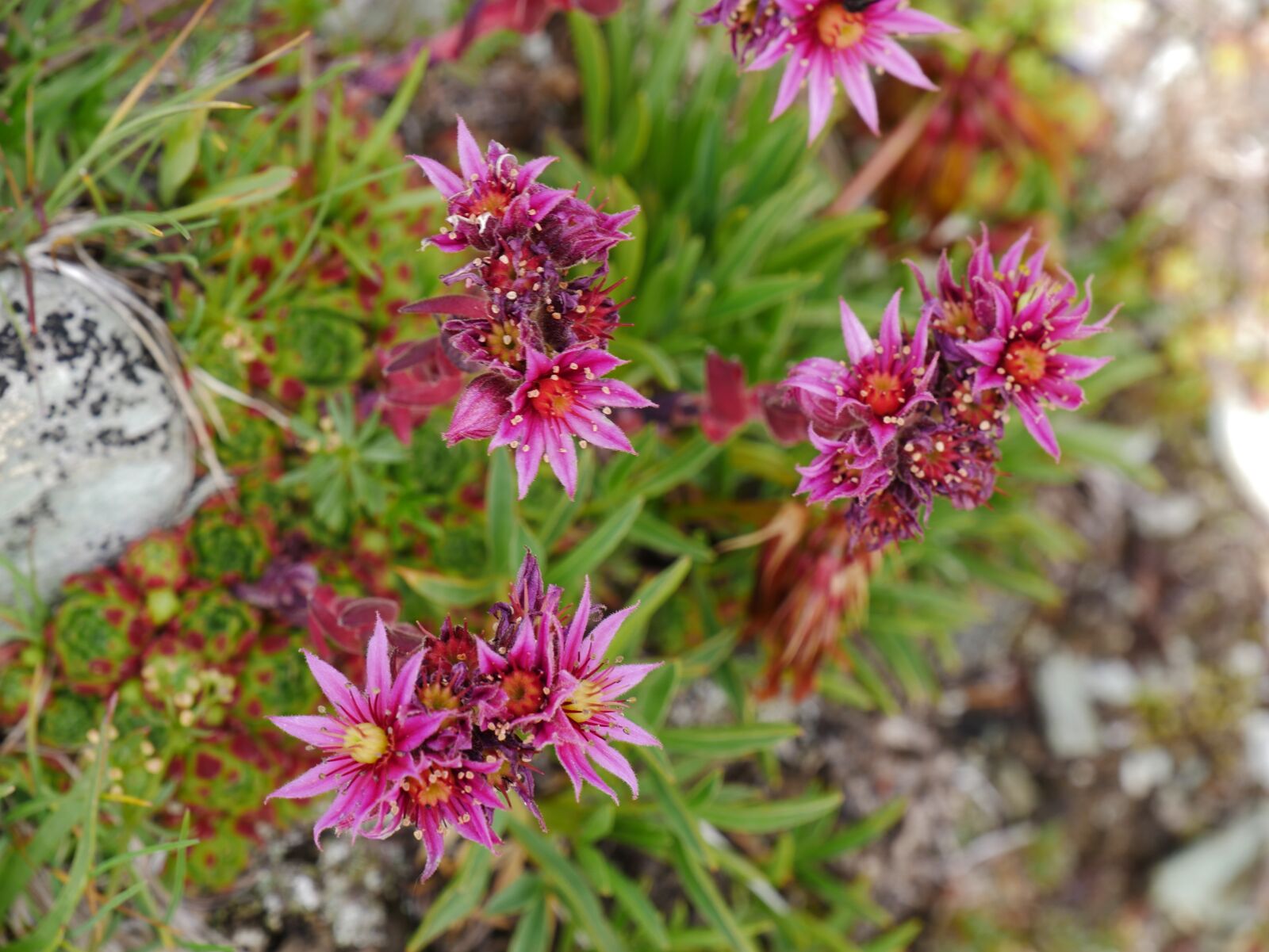 Panasonic DMC-G81 sample photo. Flowers, alpine, alpine flower photography