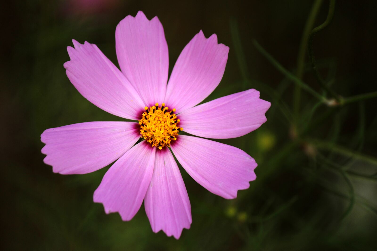 Canon EOS 100D (EOS Rebel SL1 / EOS Kiss X7) sample photo. Cosmos, autumn, flowers photography