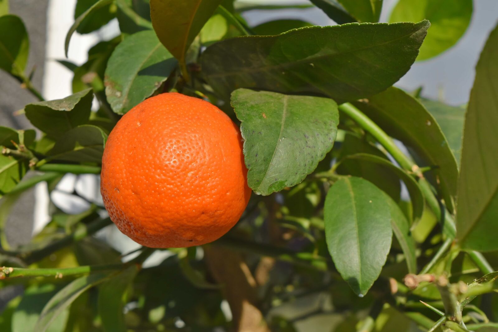 Nikon D5500 sample photo. Green leaves, orchard, tropic photography