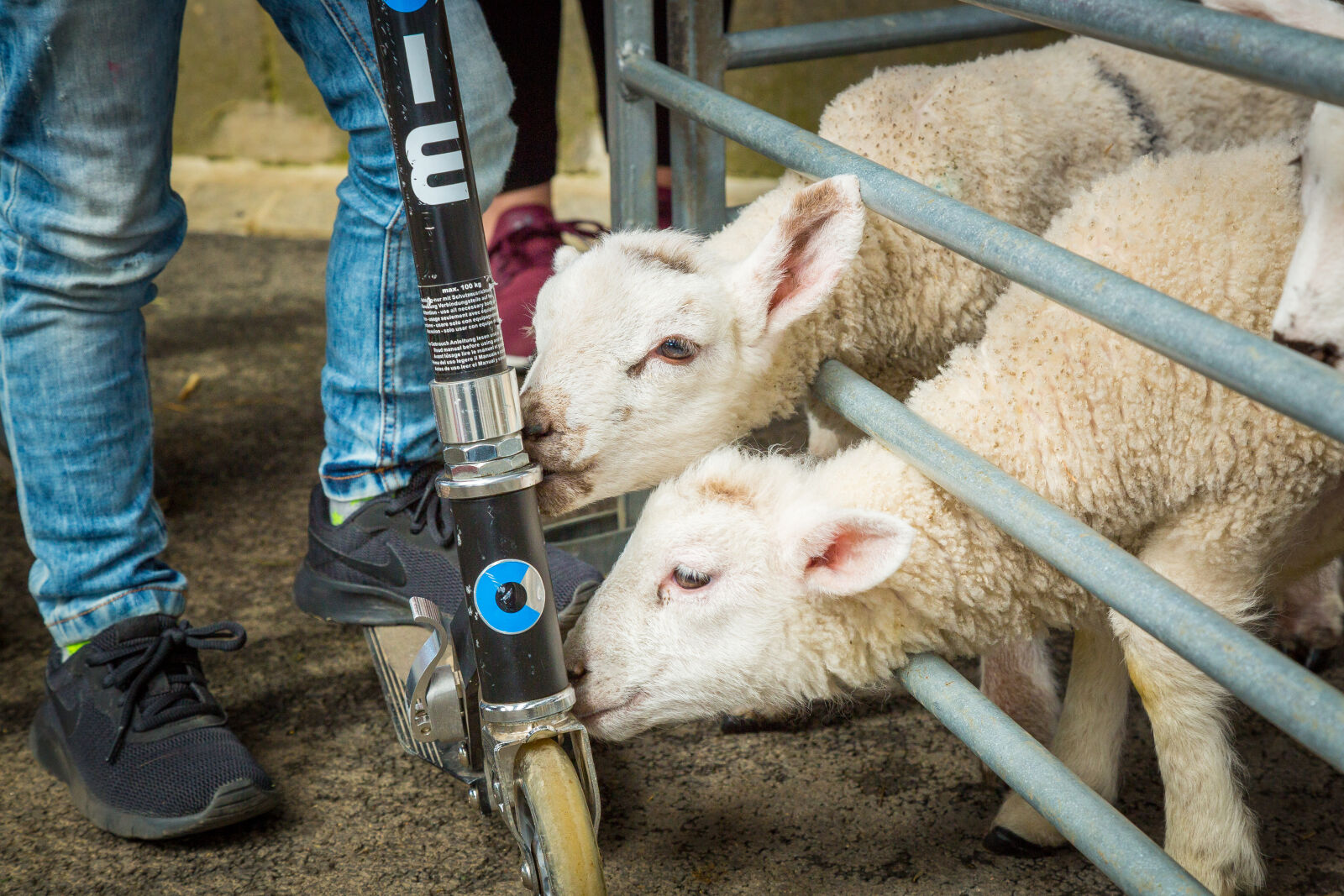 Canon EOS 5D Mark III sample photo. Baby, lambs, scooter photography