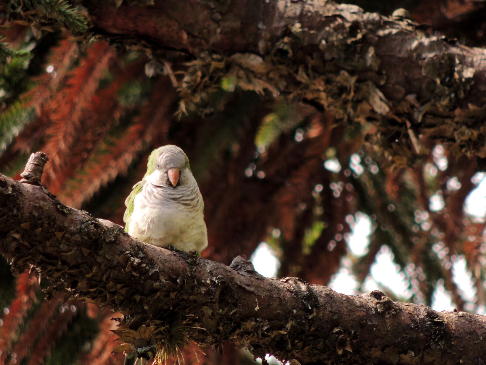 Nikon Coolpix P510 sample photo. Nature, tree, wild life photography