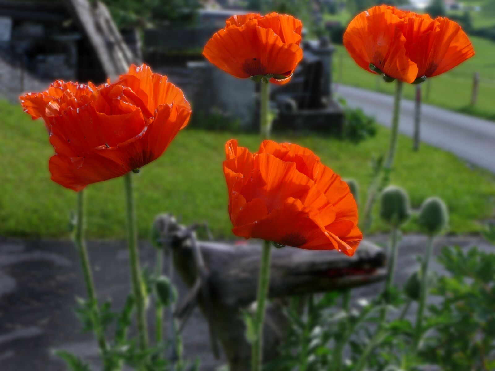 Panasonic DMC-TZ3 sample photo. Poppy, poppy flower, red photography