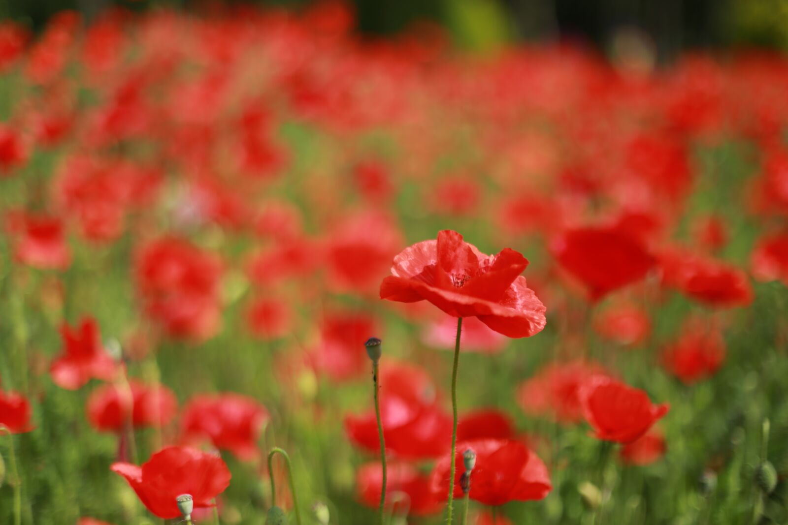 Canon EOS 6D + Canon EF 50mm F1.4 USM sample photo. Poppy, flowers, wildflower photography