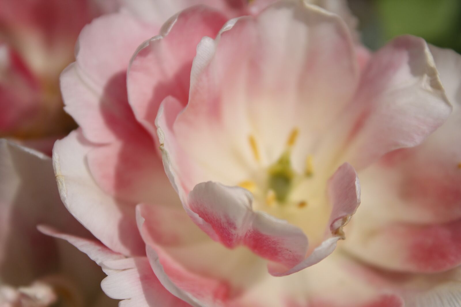 Canon EOS 1100D (EOS Rebel T3 / EOS Kiss X50) sample photo. Tulip, bloom, spring photography