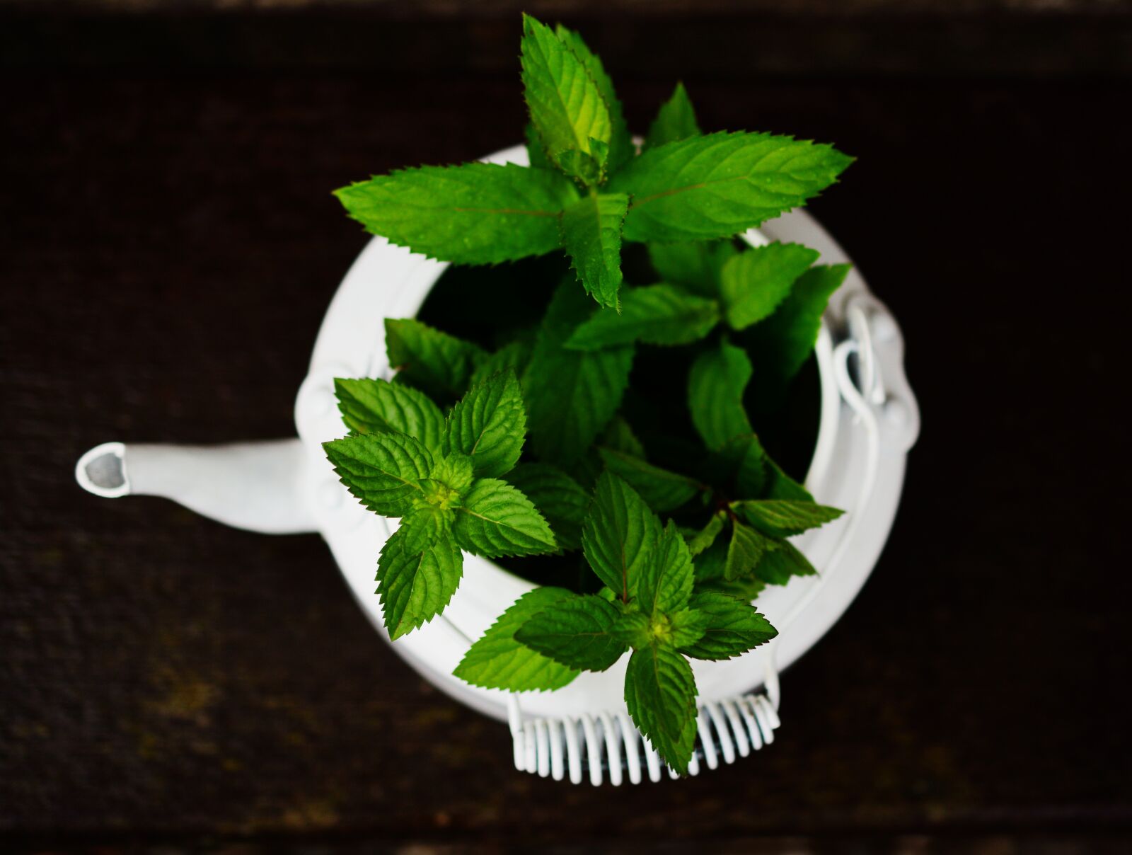 Nikon D5200 sample photo. Peppermint, medicinal plant, medicinal photography