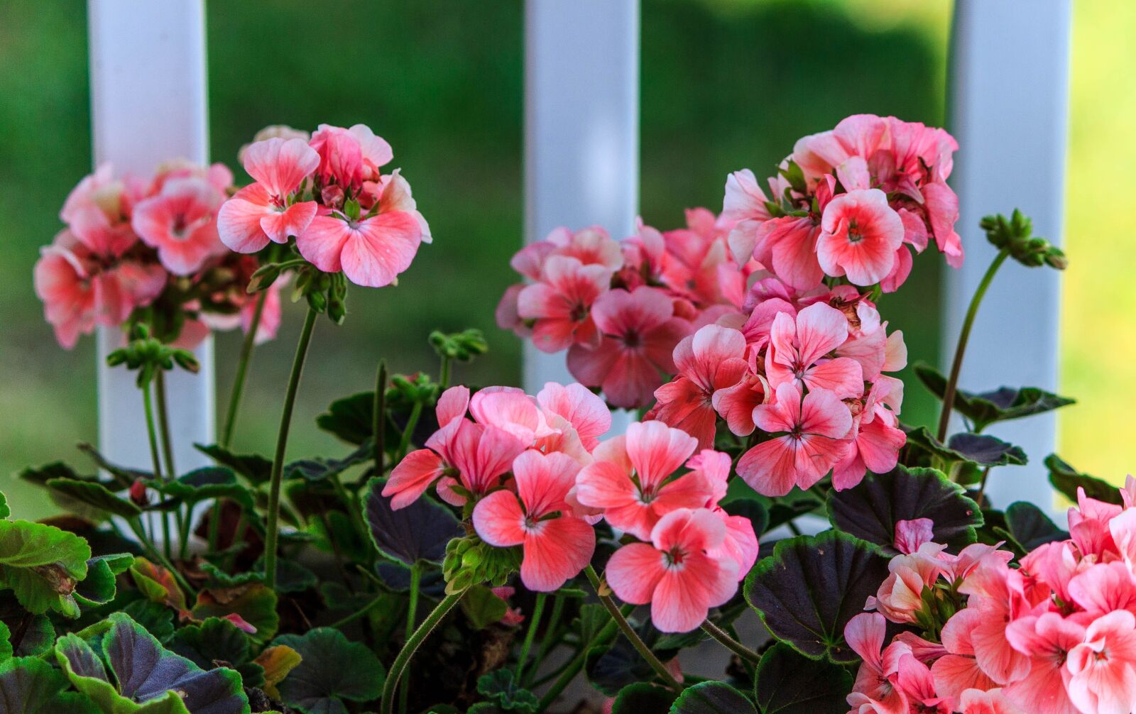 Canon EOS 600D (Rebel EOS T3i / EOS Kiss X5) sample photo. Pink geranium, soft pink photography