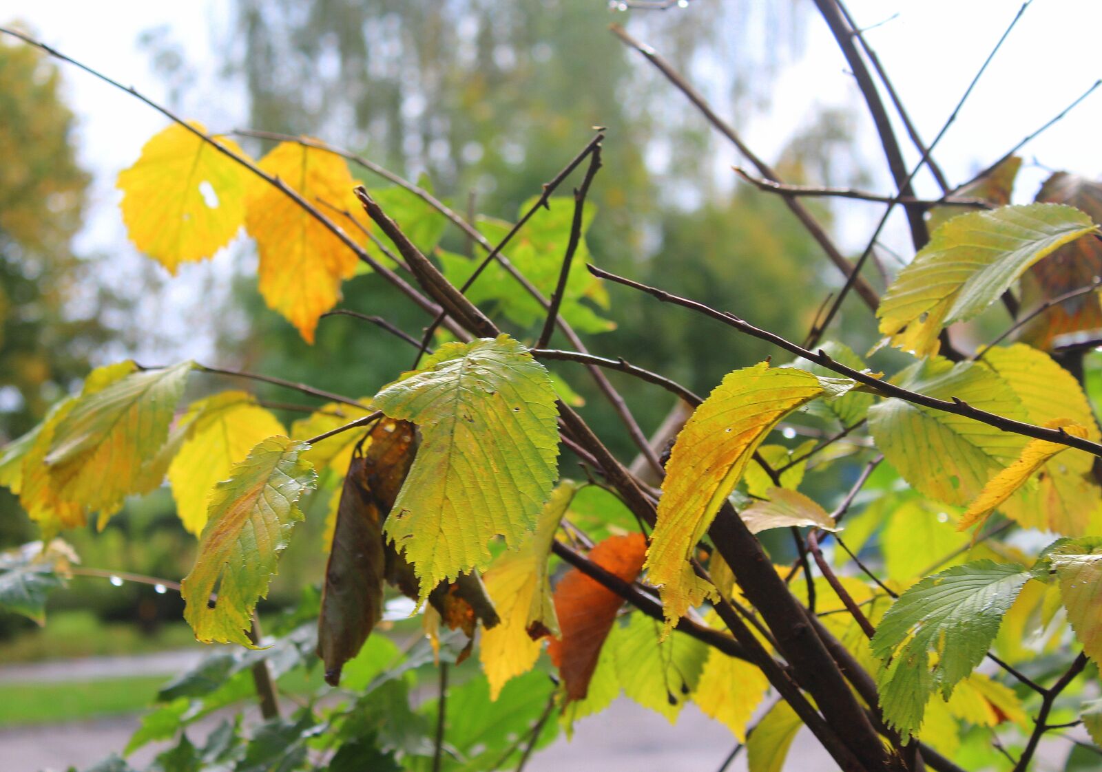 Canon EOS 1200D (EOS Rebel T5 / EOS Kiss X70 / EOS Hi) sample photo. Autumn leaves, yellow, autumn photography