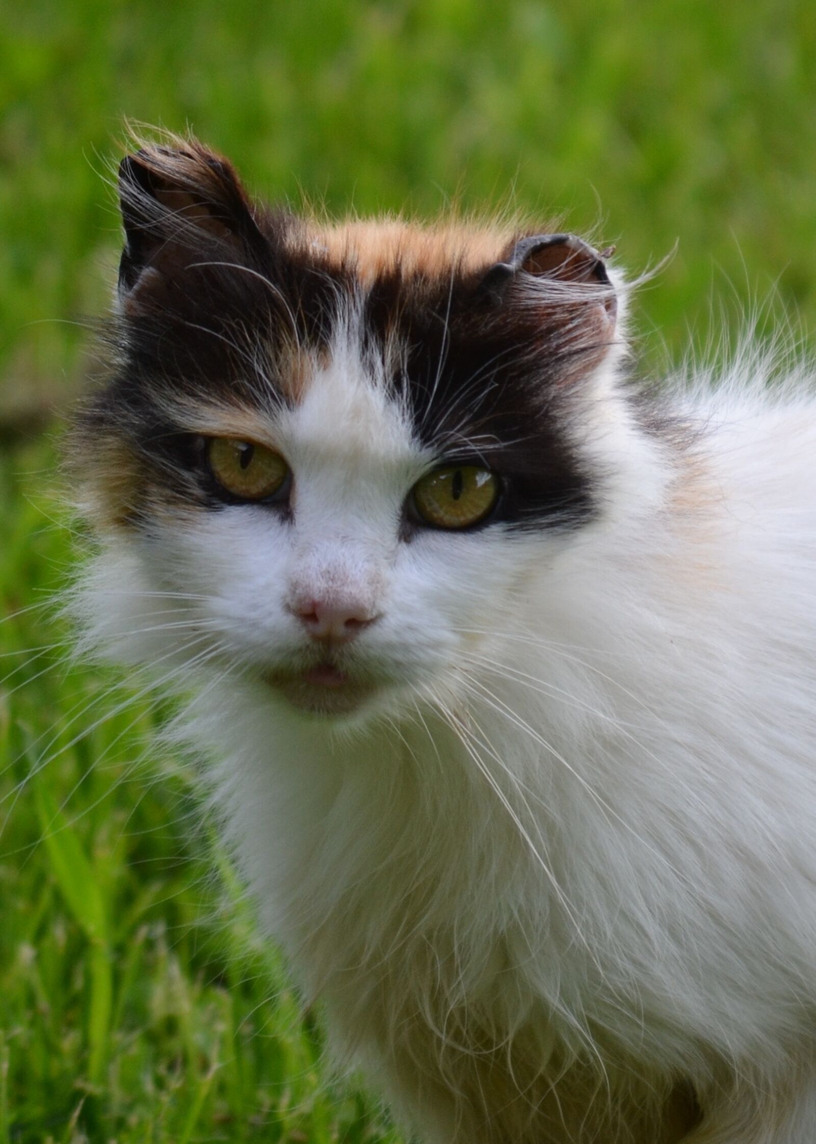Nikon D3100 sample photo. Cat, barn cat, calico photography