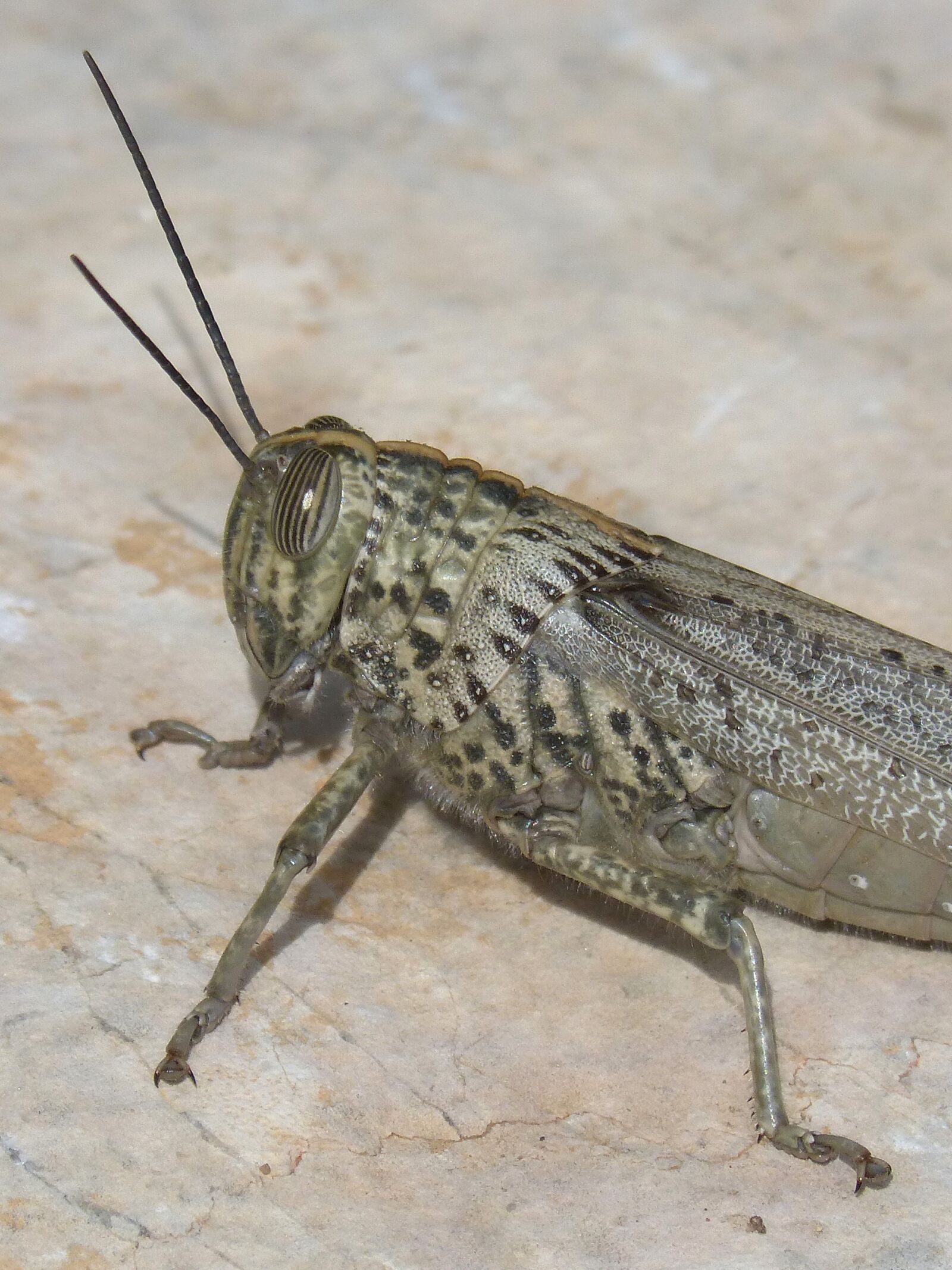 Panasonic DMC-FZ62 sample photo. Grasshopper, lobster ort ptero photography