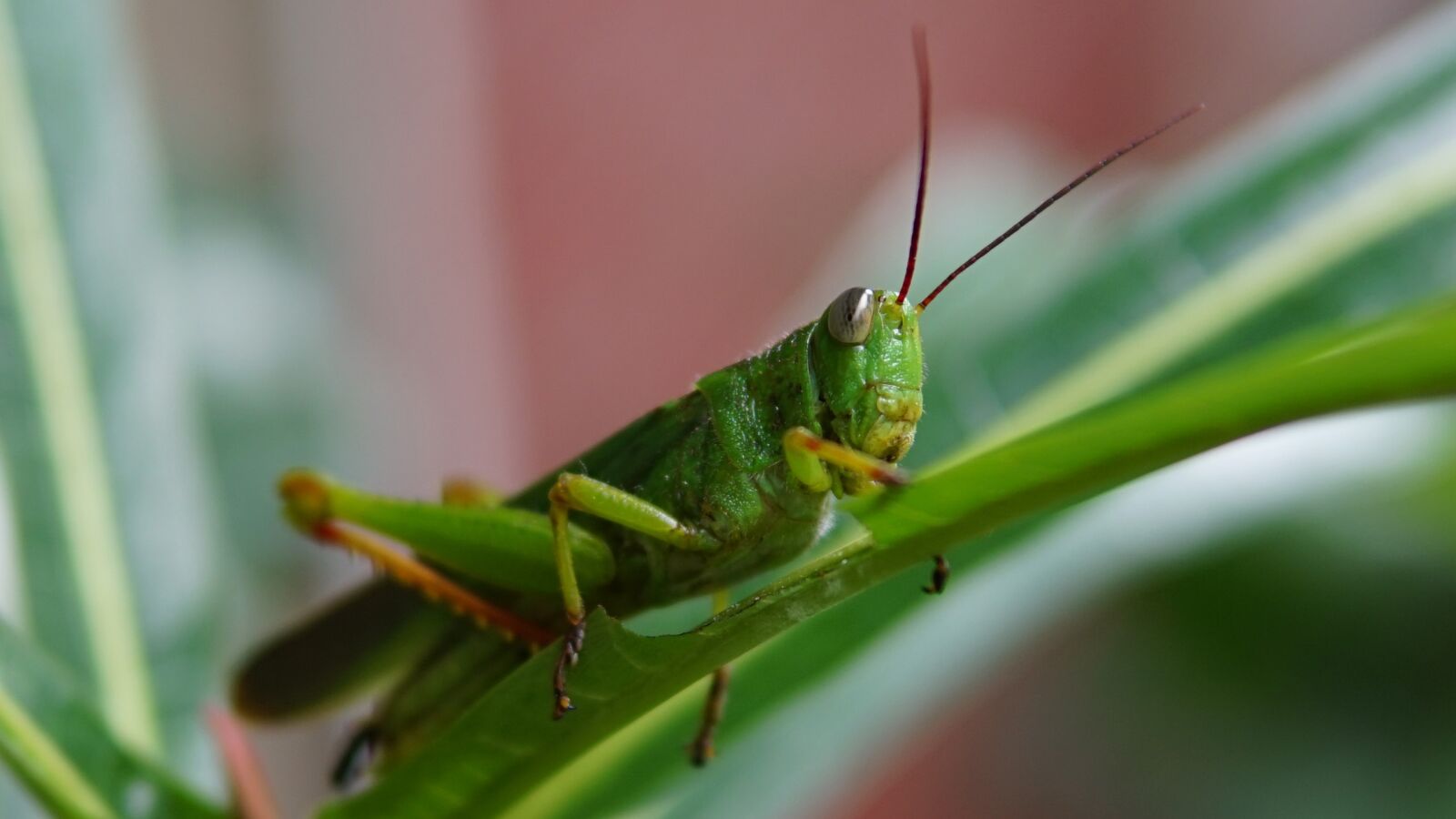 Sony Alpha a5000 (ILCE 5000) sample photo. Grasshopper, green, insect photography