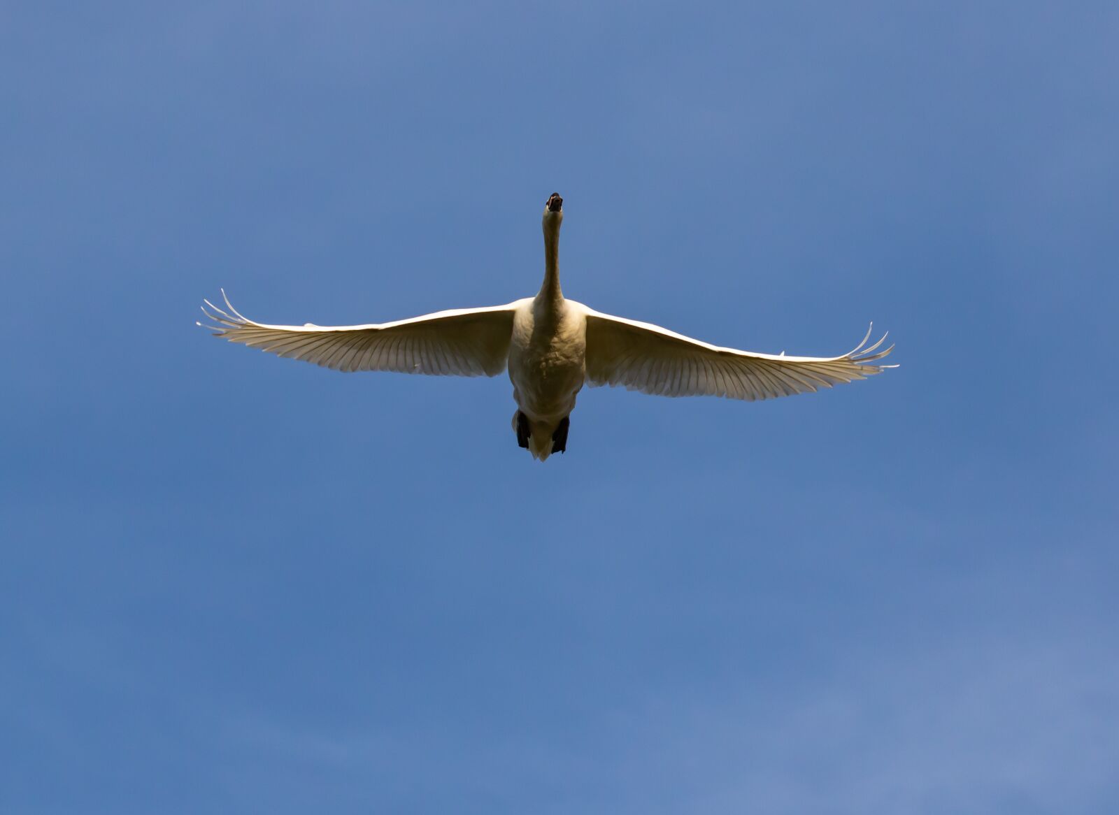 Canon EOS 7D Mark II sample photo. Swan in flight, white photography