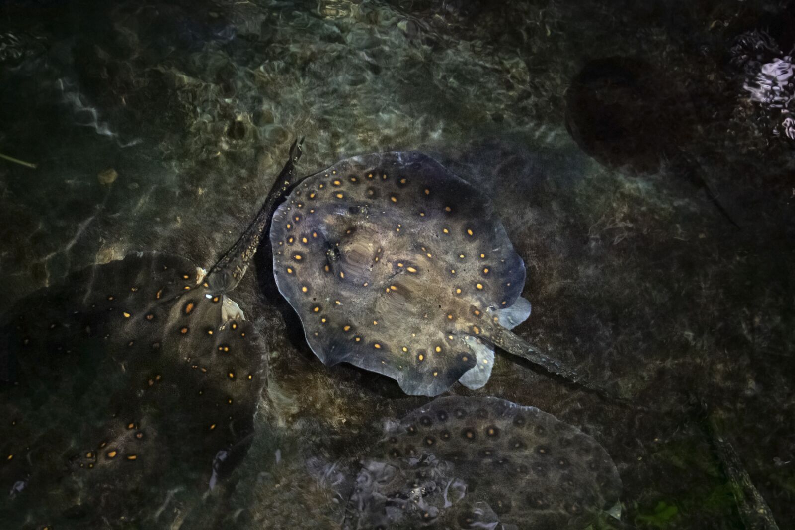 Nikon D3400 sample photo. Ray, rays, camouflage photography
