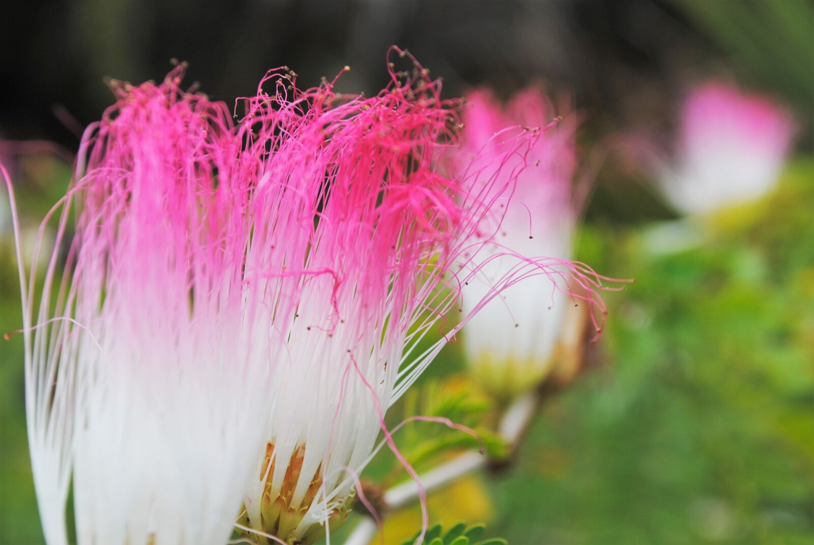 Nikon D3000 sample photo. Flowers, nature, blossom photography