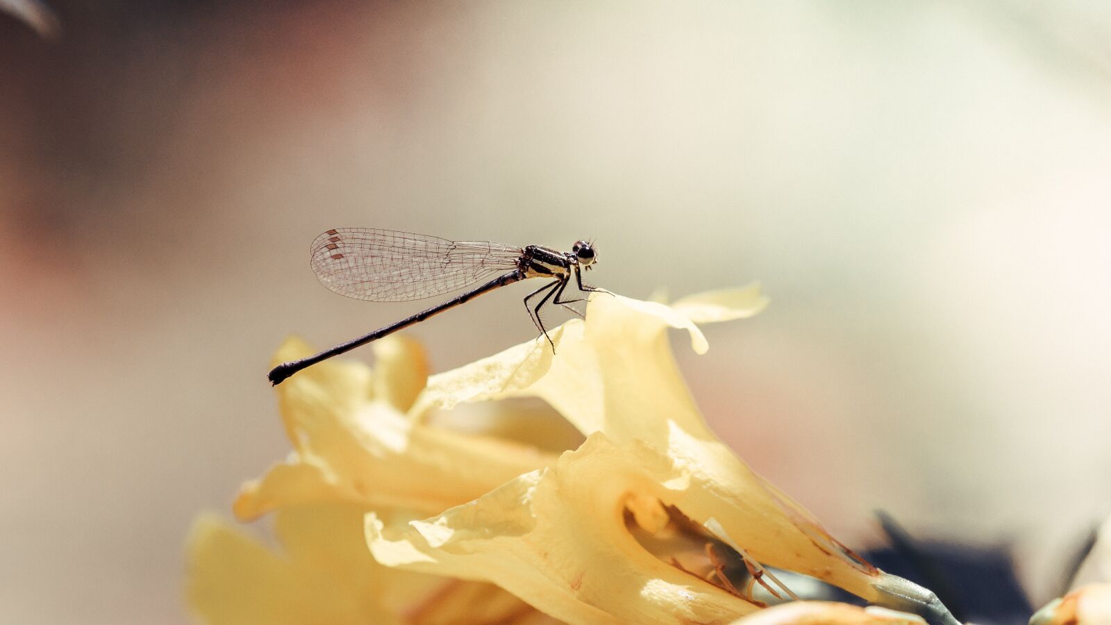 Tamron SP 90mm F2.8 Di VC USD 1:1 Macro sample photo. Dragonfly, insect, nature photography