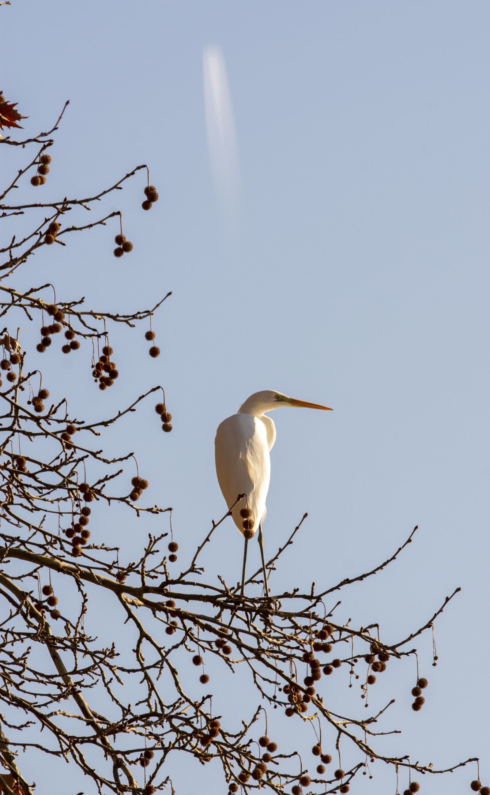 Nikon D7200 sample photo. Birds, flights, nature photography