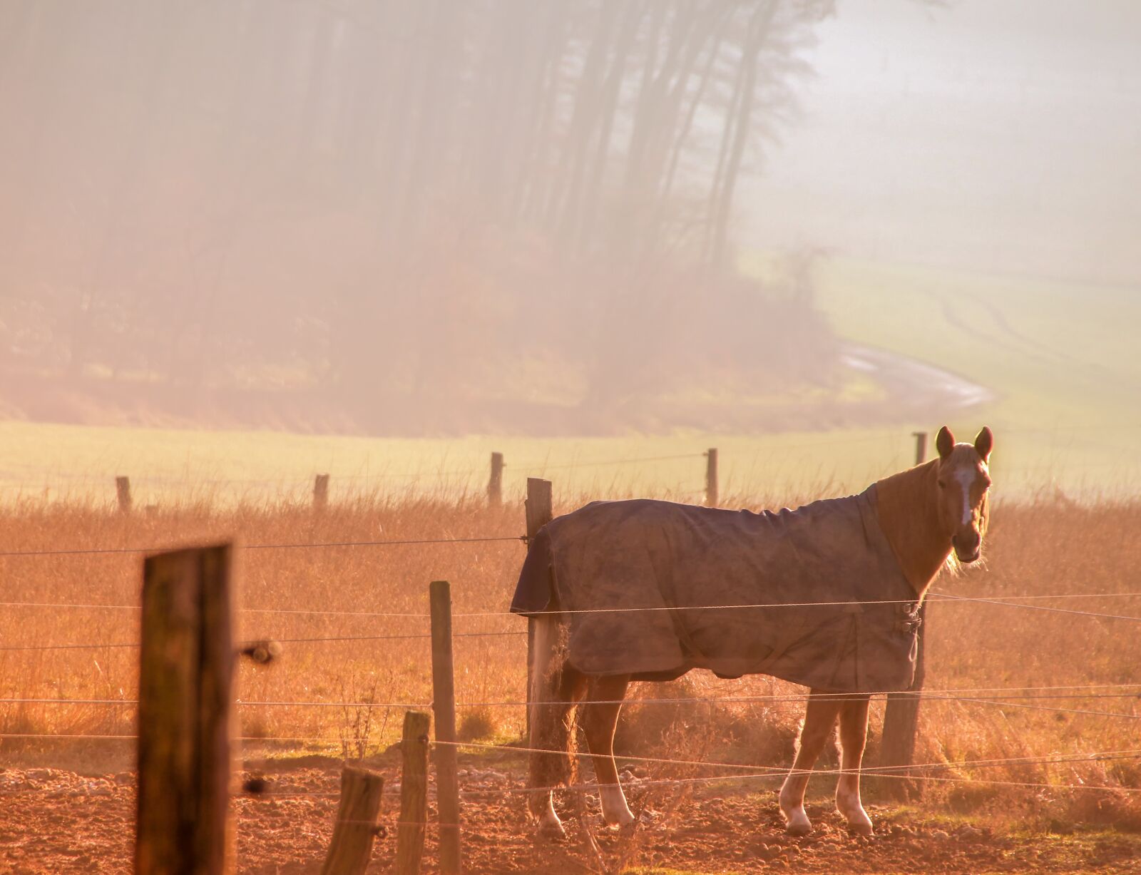 Canon EOS 80D sample photo. Nature, animals, horse photography
