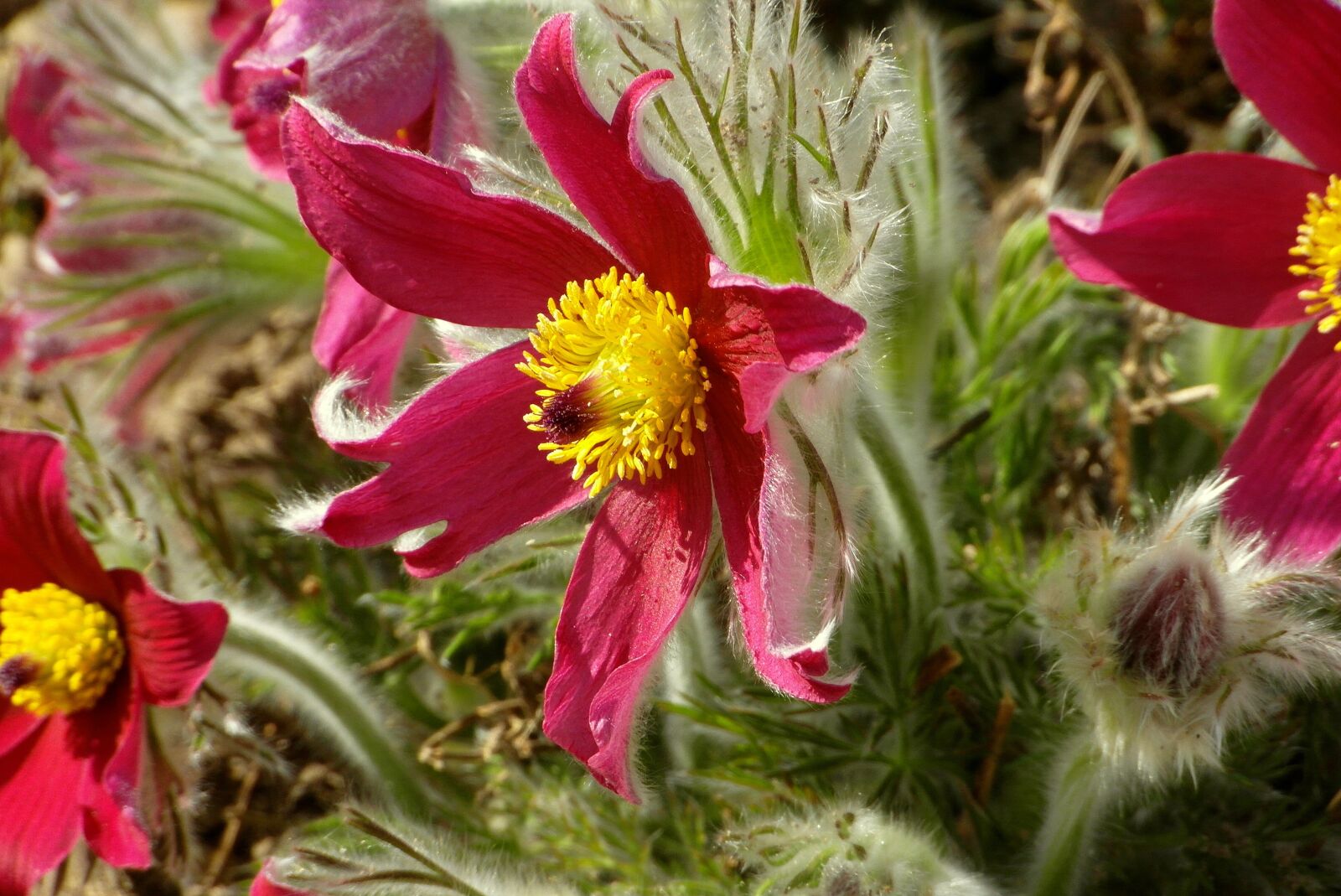 Samsung WB750 sample photo. Sasanki, flowers, garden photography
