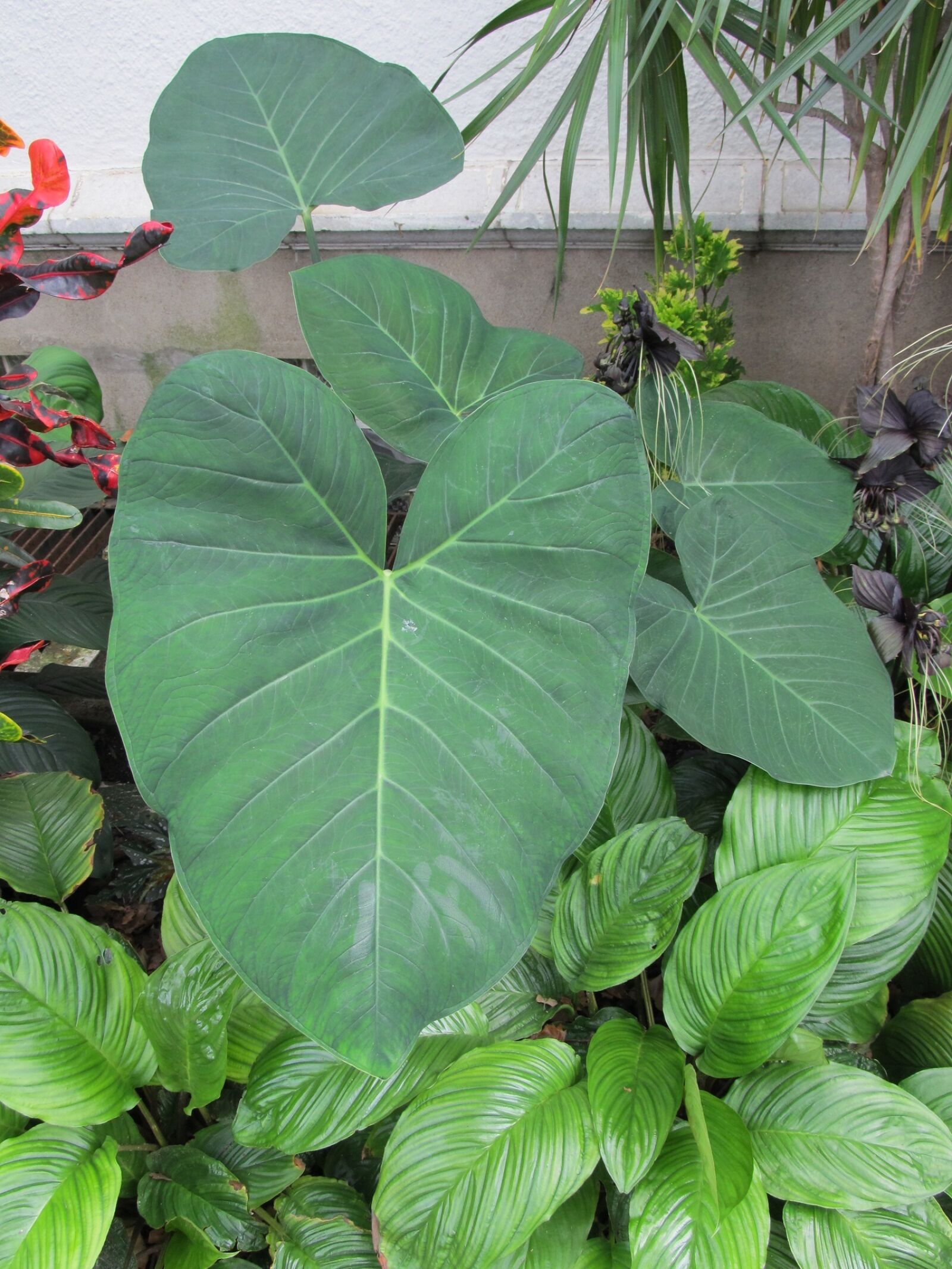 Canon PowerShot SX130 IS sample photo. Elephant ears, leaves, plants photography
