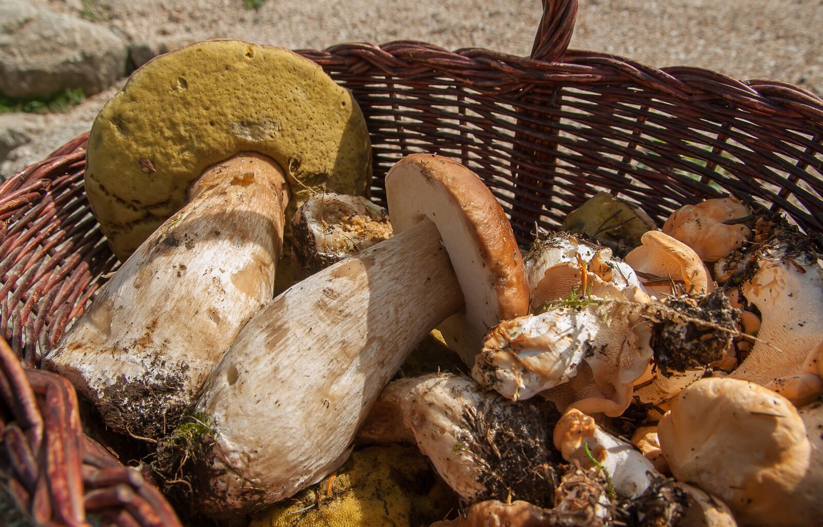 Pentax K10D sample photo. Mushrooms, ceps, sheep's feet photography