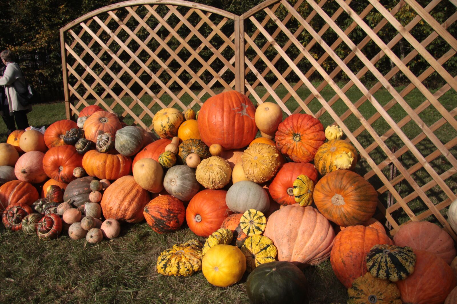 Canon EOS 50D sample photo. Pumpkins, food, autumn photography