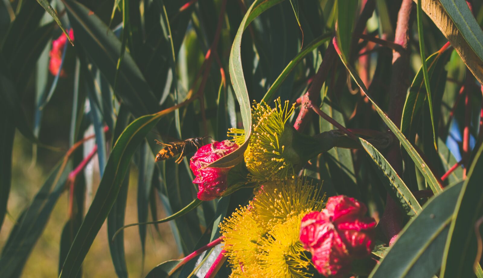 Nikon D3400 sample photo. Nature, flowers, bee photography