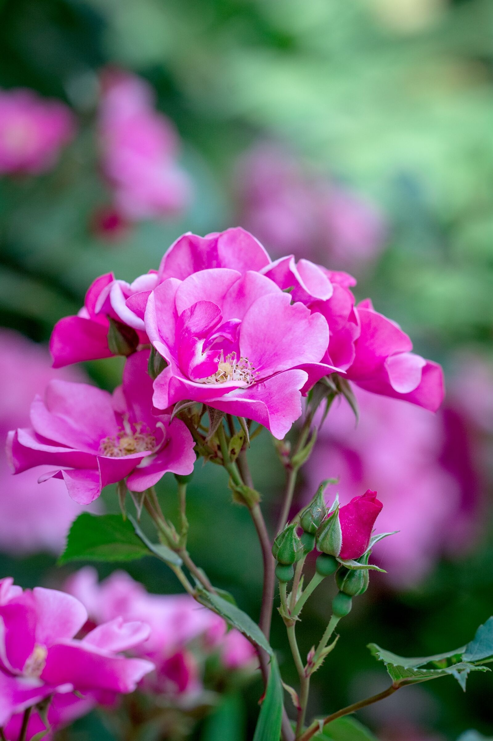 Nikon D7100 sample photo. Rose, pink, pink rose photography