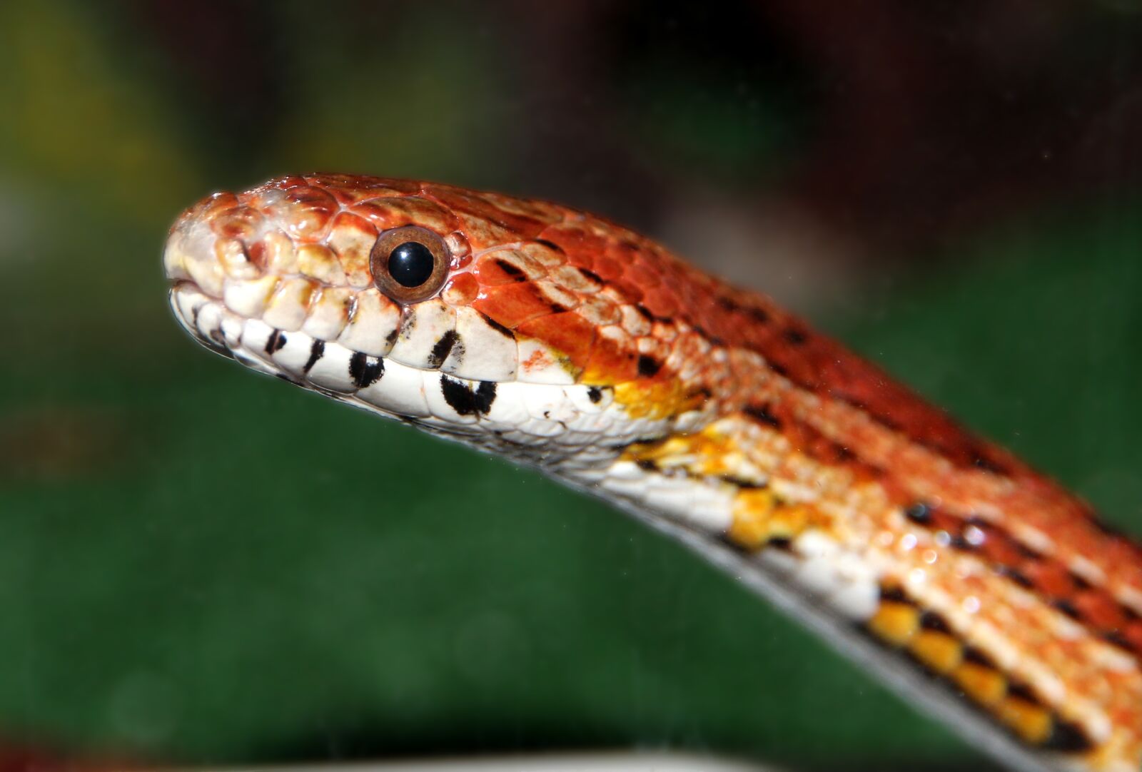 Canon EF-S 15-85mm F3.5-5.6 IS USM sample photo. Corn snake, spotted elaphe photography