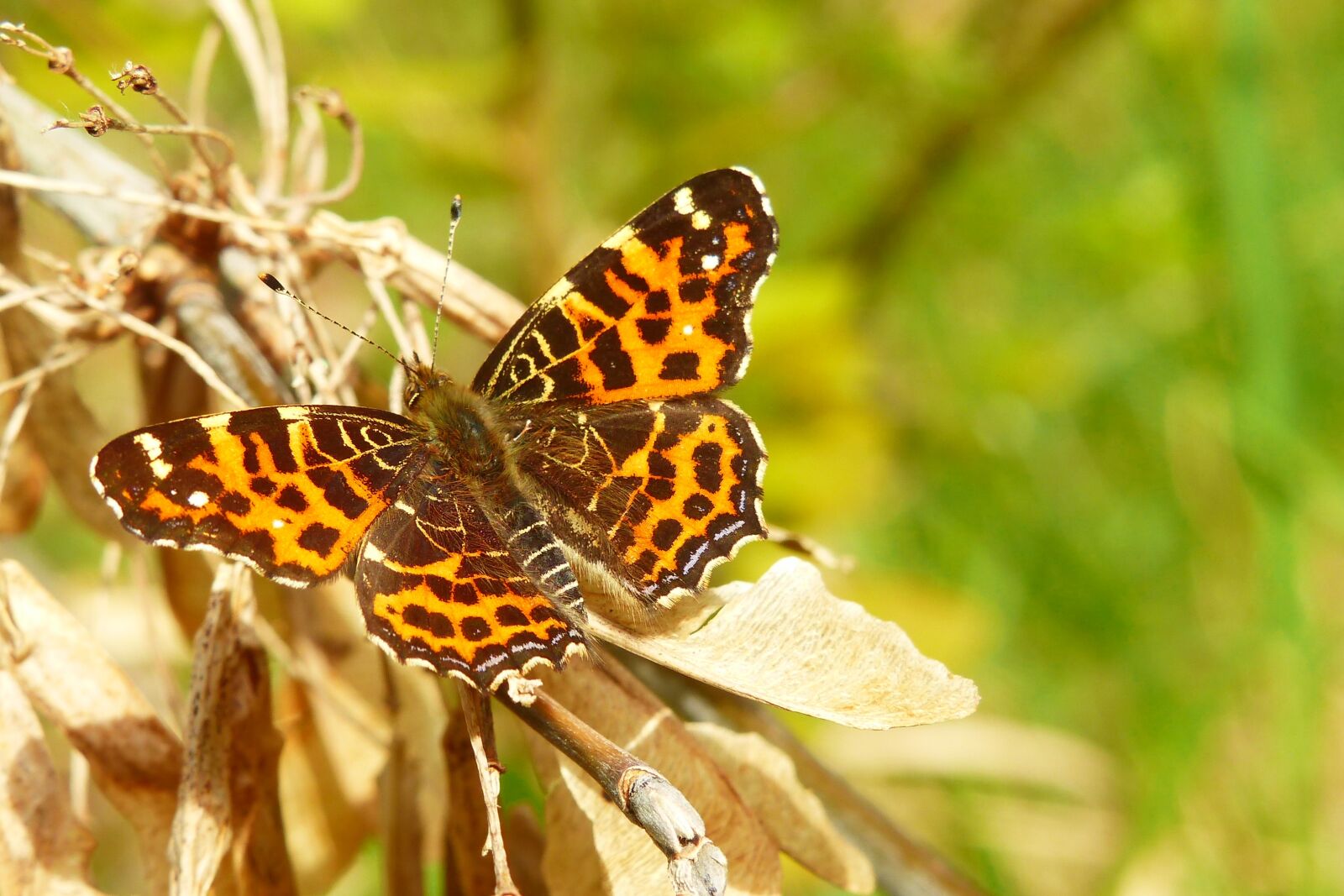 Panasonic Lumix DMC-FZ200 sample photo. Nature, butterfly day, insect photography