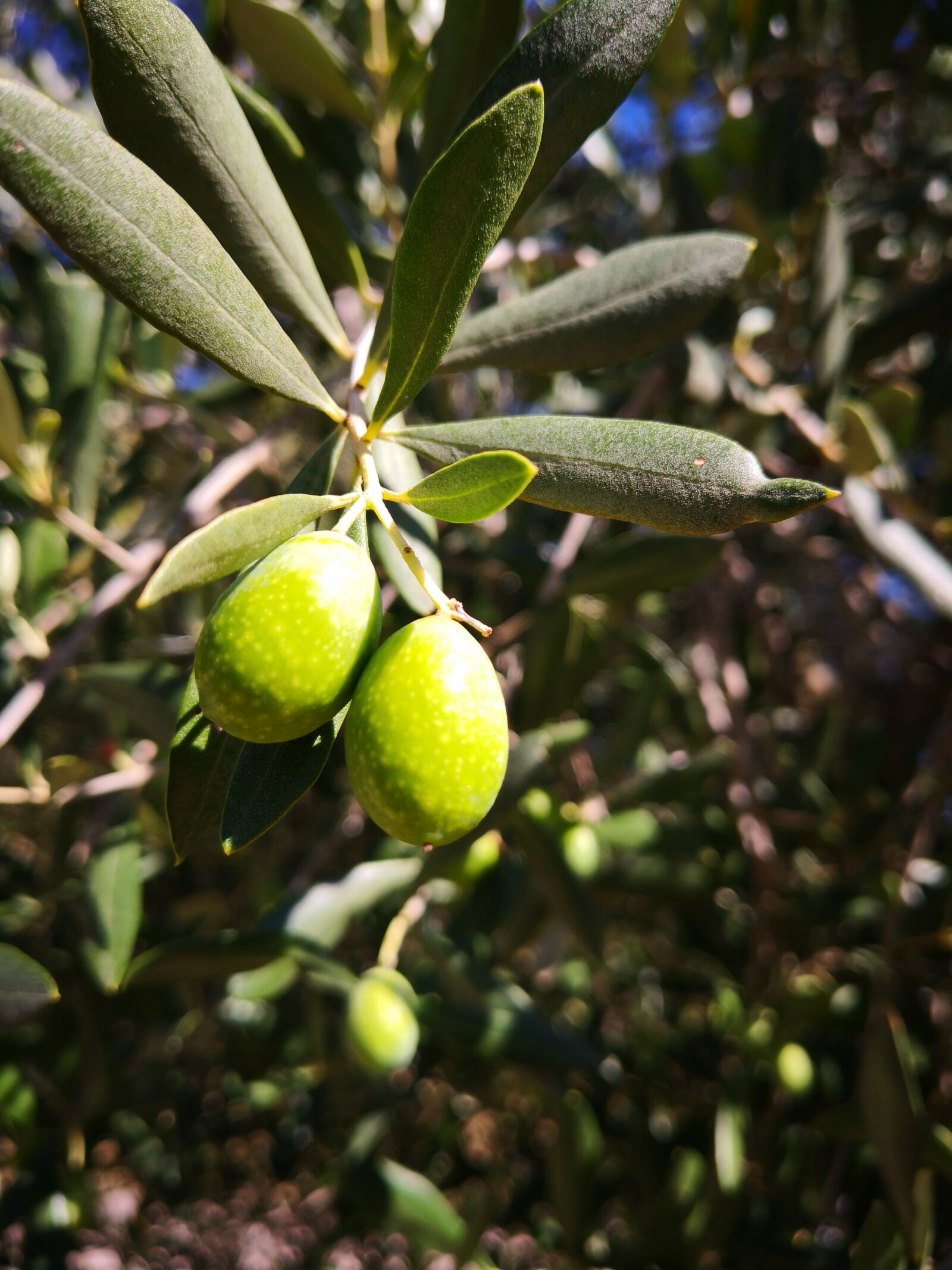 HUAWEI Mate 10 Pro sample photo. Olive, green, olive tree photography