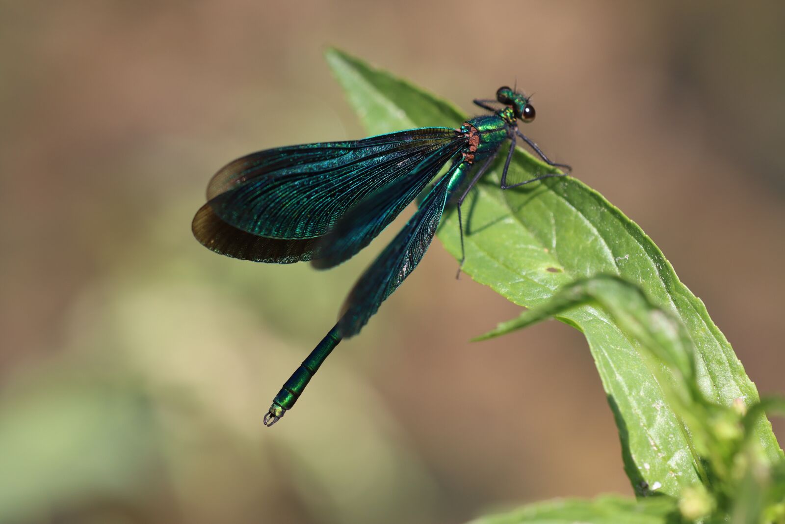 Canon EOS 90D sample photo. Dragonfly, stream dragonfly, virgin photography