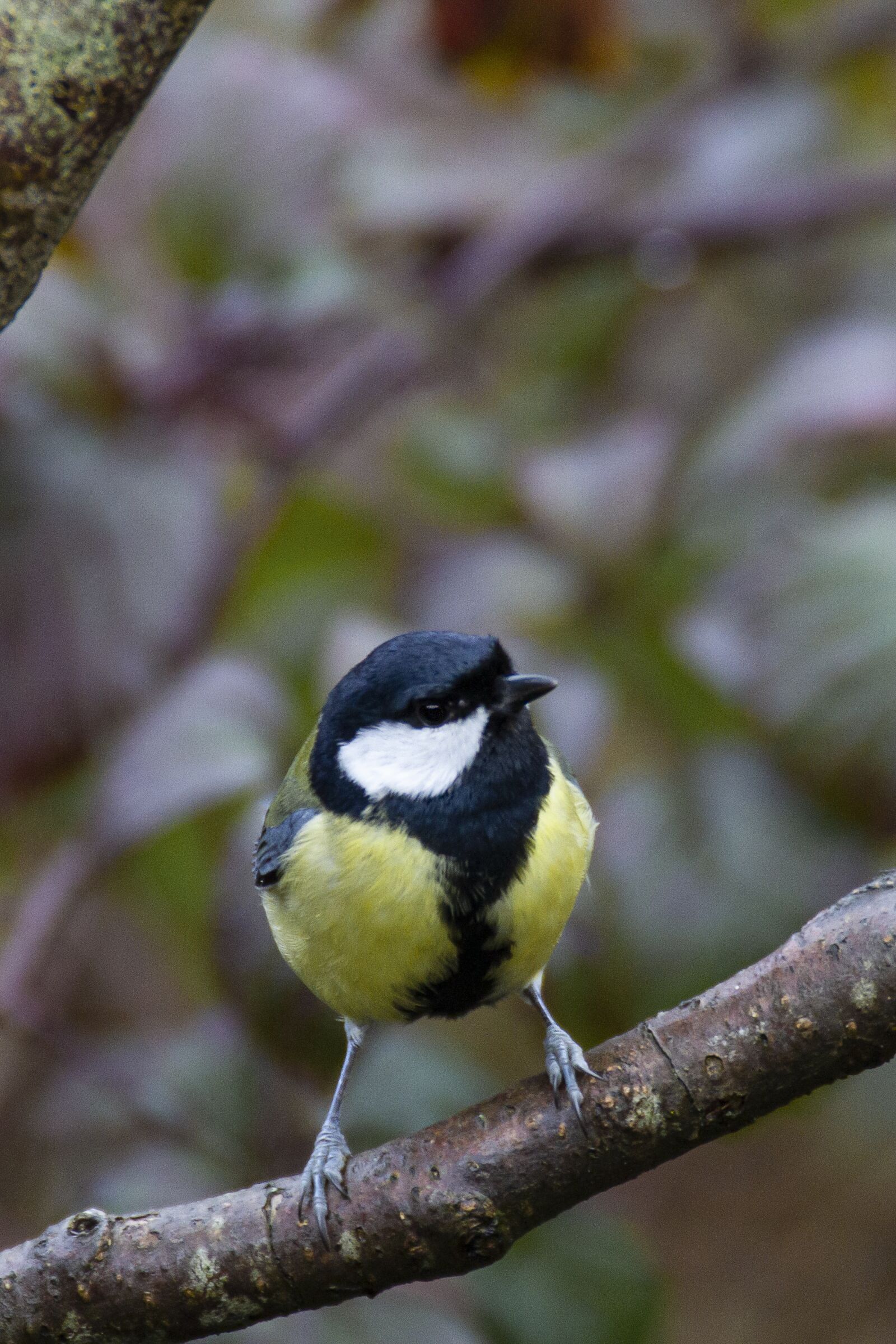 Canon EOS 7D sample photo. Coal tit, titmouse, bird photography