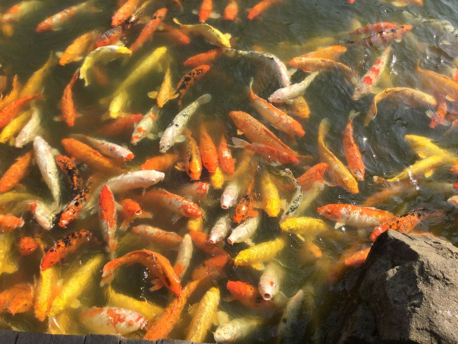 Apple iPad Air 2 sample photo. Fish, animal, river photography