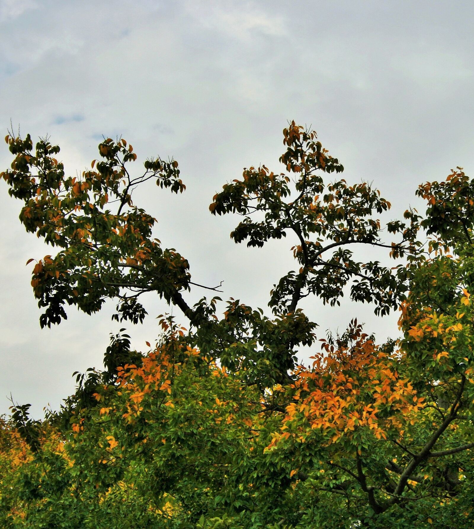 Canon EOS 400D (EOS Digital Rebel XTi / EOS Kiss Digital X) sample photo. Autumn tree, tree, autumn photography