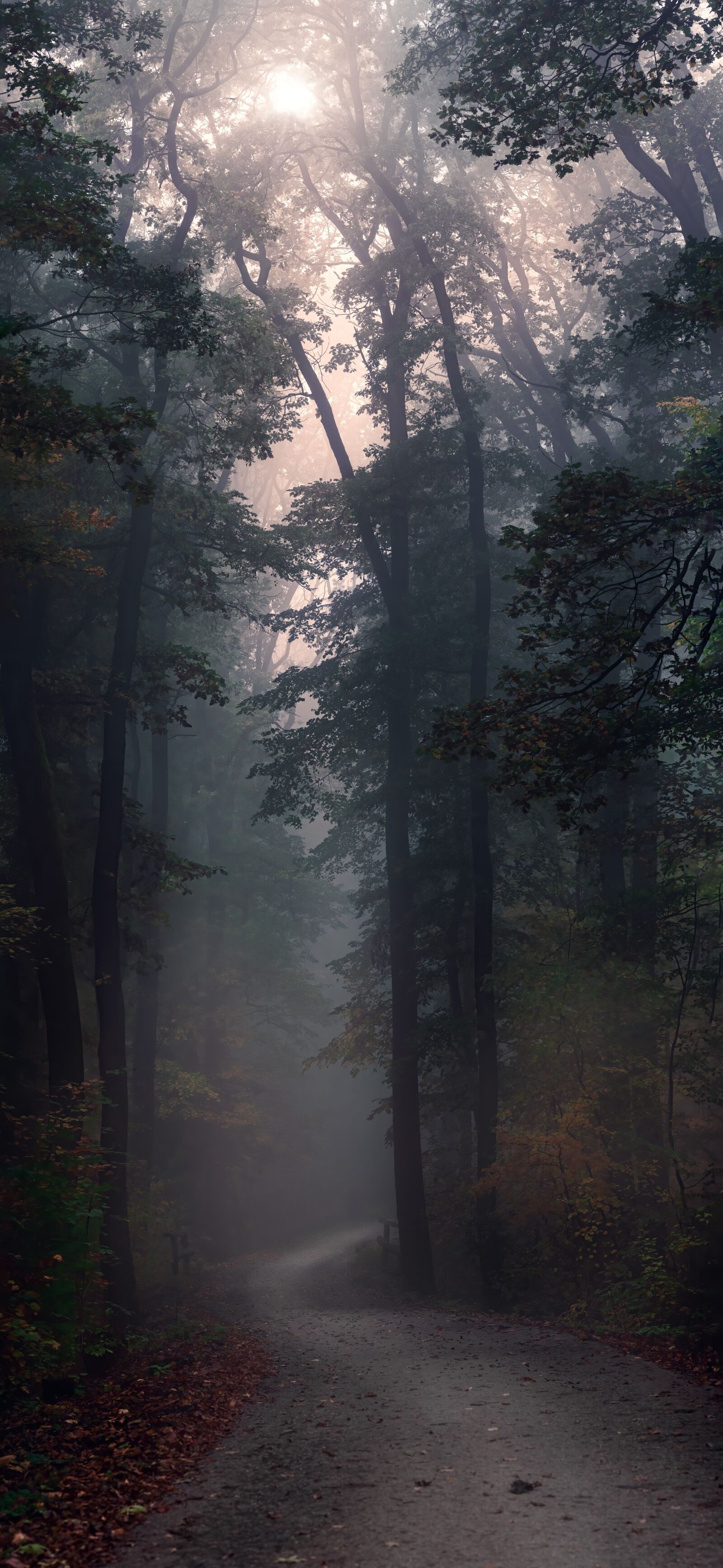 Olympus OM-D E-M1 Mark II sample photo. Autumn, nature, forest photography