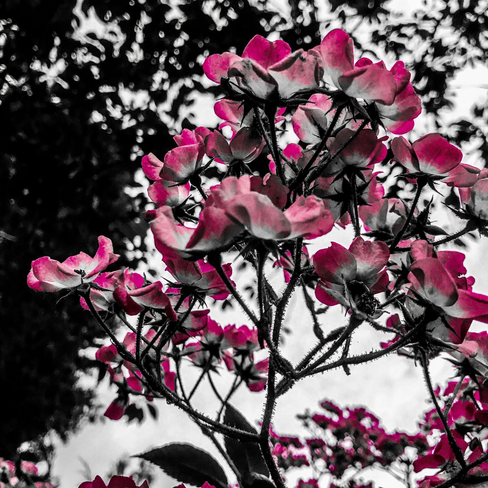 Apple iPhone 7 sample photo. Rose, pink american pillar photography