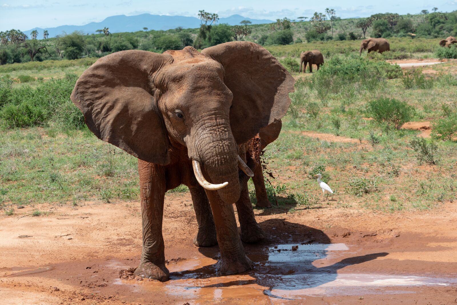 Nikon D750 sample photo. Elephant, africa, safari photography