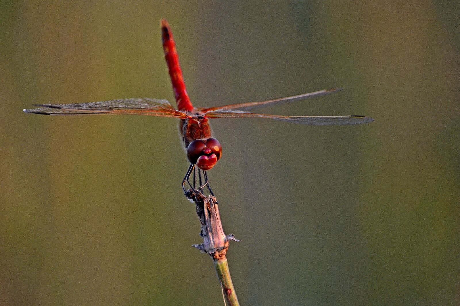 Nikon D5100 sample photo. Insects, dragonfly, closeup photography