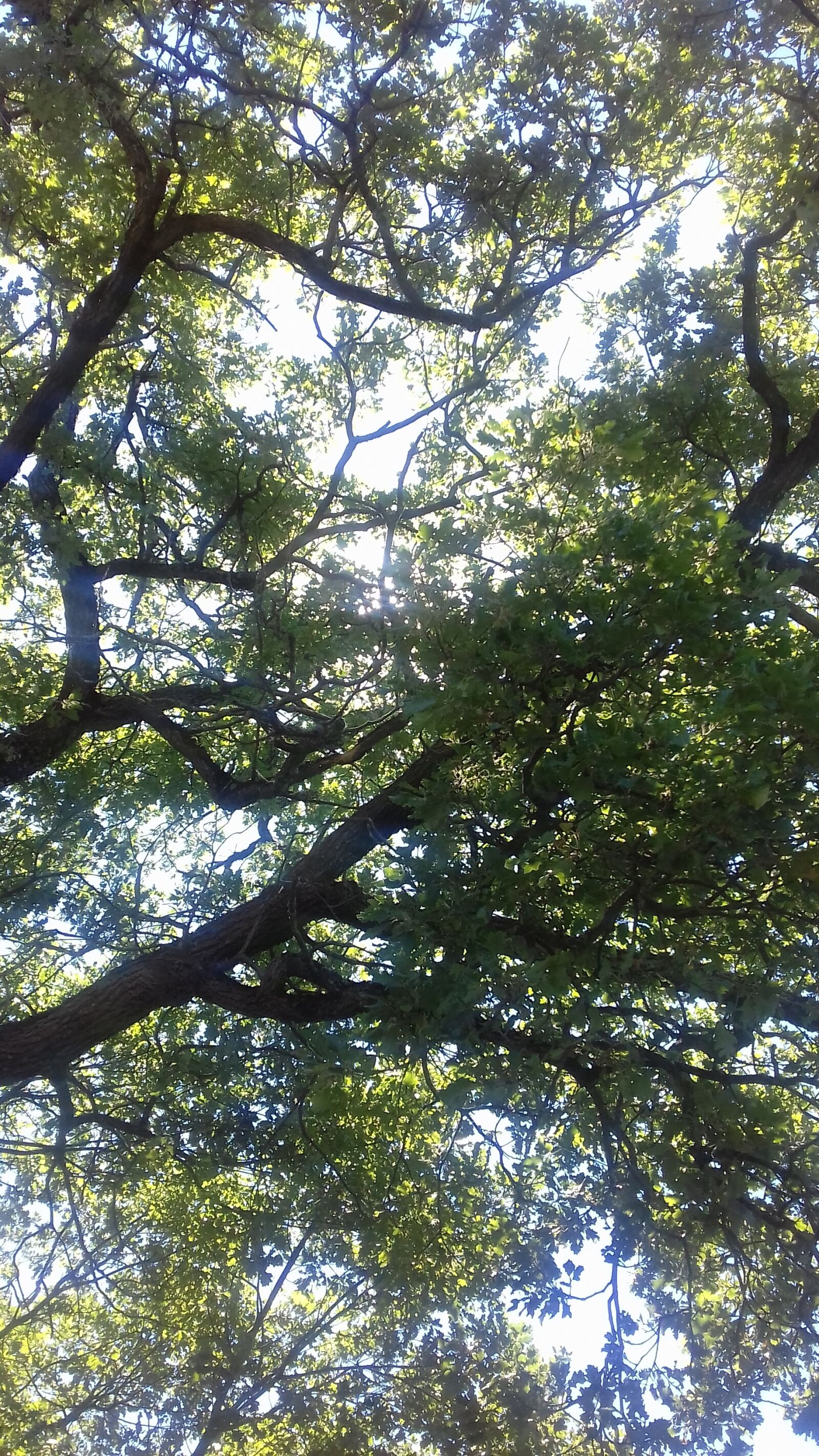 Samsung Galaxy J3(2016) sample photo. Tree, oak, nature photography