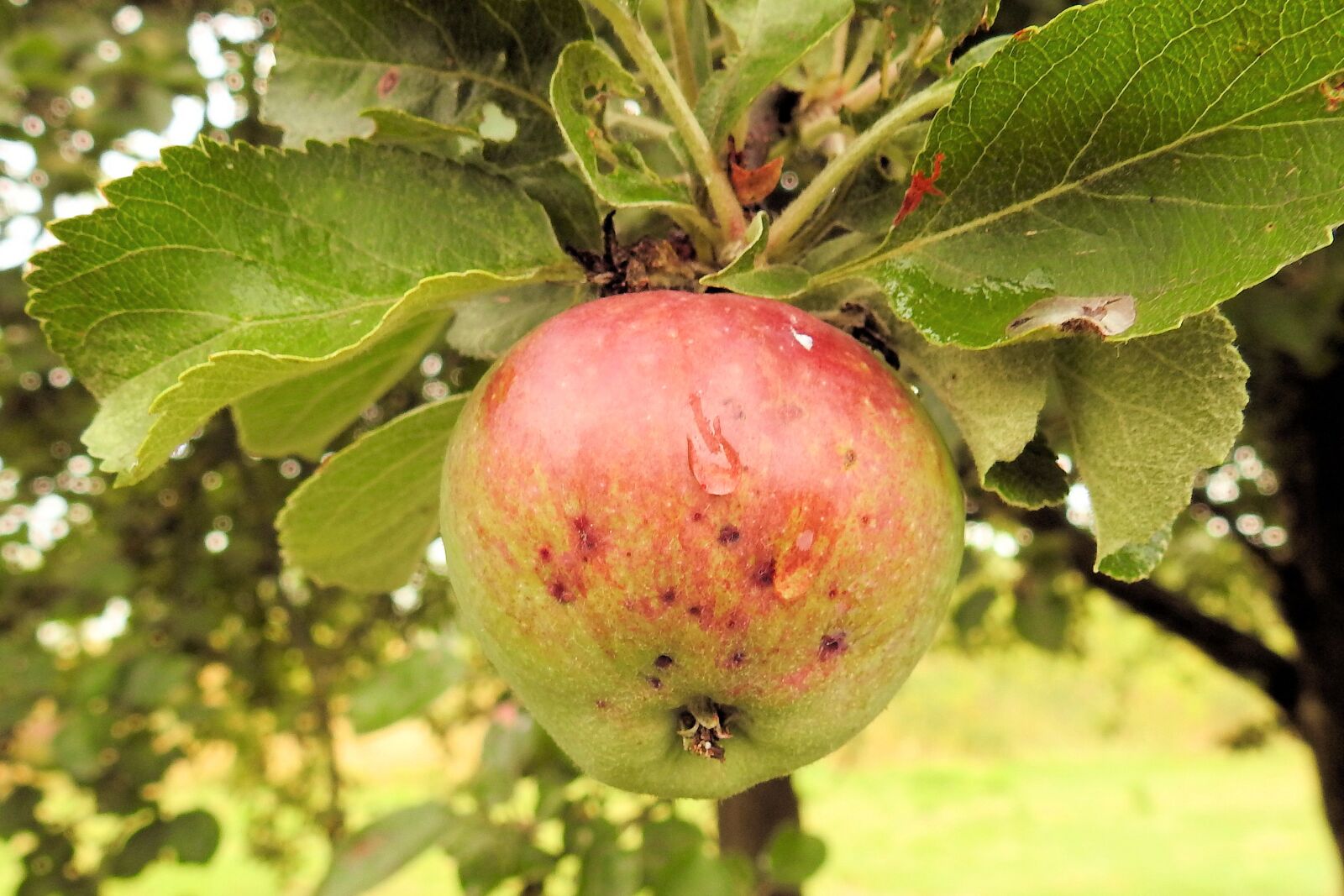 Nikon Coolpix P900 sample photo. Apple, apple tree, fruit photography