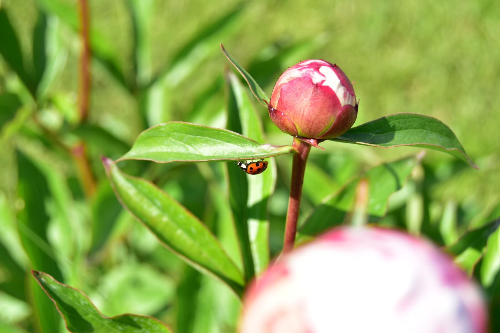 Nikon D5600 sample photo. Ladybug, beetle, bud photography