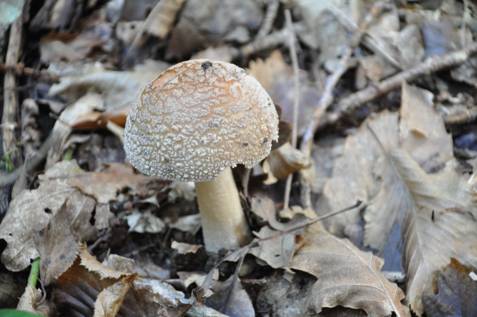Nikon D90 sample photo. Fungus, poisonous mushroom, forest photography